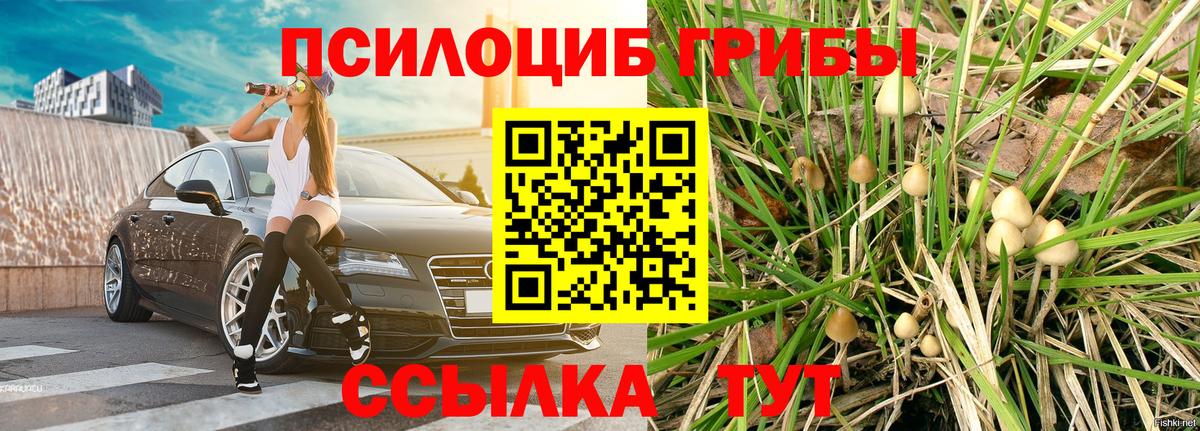 Псилоцибиновые грибы Psilocybine cubensis Отрадное